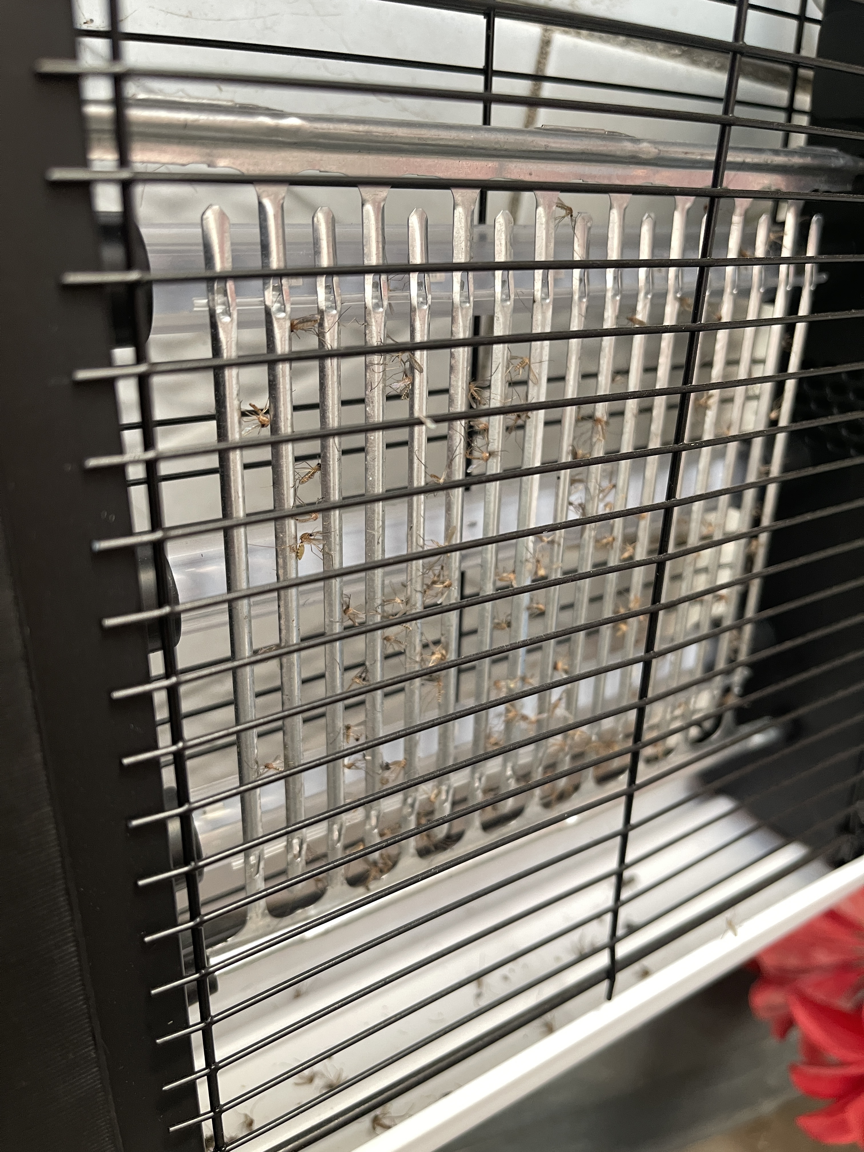 志高灭蚊灯灭蝇灯商用家用苍蝇捕捉器室内餐厅驱蚊灯诱捉电蚊子 升级三灯管-4W【约50平方】 实拍图