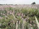 蜂花 本草精华洗发水1L 轻盈舒爽洗发露植物凝萃男女士去油健发洗头膏 实拍图