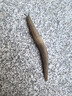 十月结晶月子纸孕产妇卫生纸巾产后产褥期产房专用加长刀纸 1kg 1包 （250g*4包） 实拍图