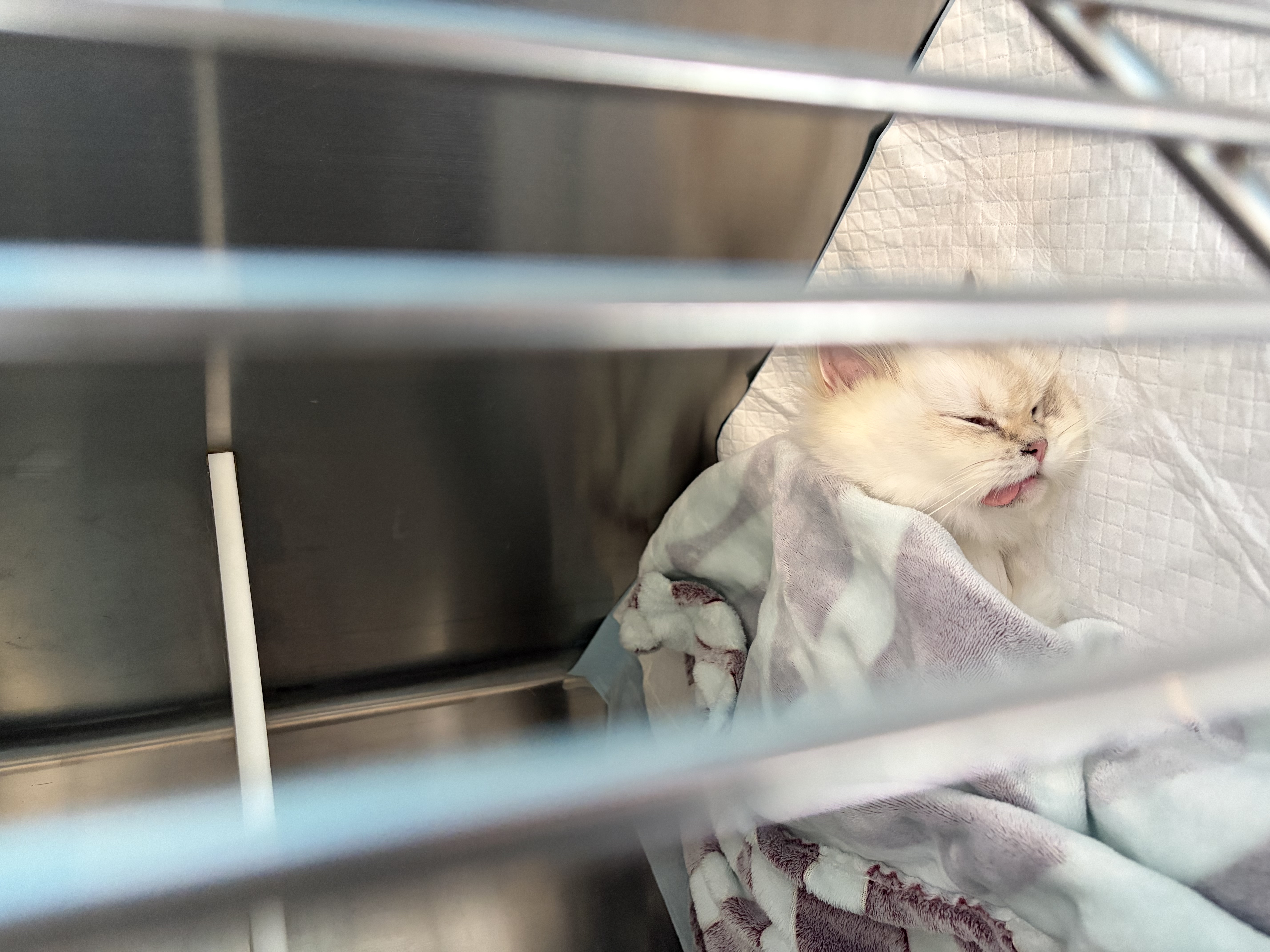 欢宠网宠物猫咪绝育服猫手术服母猫衣服断奶术后恢复猫猫小猫透气防舔衣 实拍图