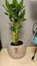 花翁富贵竹水培绿植招财转运室内客厅水养花卉盆栽植物文昌竹源头直发 实拍图