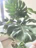 植男植女老桩龟背竹大盆栽客厅室内大型大叶北欧绿植办公室新房源头直发 实拍图