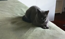 冠能猫粮7岁以上老年猫猫粮2.5kg 全价猫粮 延长健康生活时间 实拍图