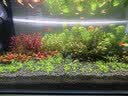 尼特利（NETLEA）水草灯AT5S全光谱WIFI版智控伸缩led鱼缸灯草缸植物补光爆藻灯 560S（60-80缸）语音+手机操控+可调光谱（WIFI版） 实拍图