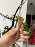 采药师绿檀小羊蹄拨筋棒脸部专用眼部面部全身通用羊角刮痧板肩颈椎按摩 实拍图