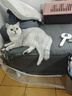 狮王艾宠宠物沐浴露除臭除味草本香330ml猫用猫咪护肤洗护二合一 实拍图
