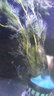 云峰海瑞水草活体懒人草鱼缸造景活体水草套餐鱼缸水草有茎类中后景真水草 【实惠】-绿菊（5只一组） 实拍图