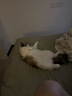 WEYES冻干鸭小胸350g桶装宠物猫狗零食大礼包营养适口性好 实拍图