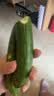京喜加寿光新鲜无刺水果小黄瓜小青瓜脆甜荷兰脆嫩生吃黄瓜蔬菜 水果黄瓜 1斤 净重 实拍图