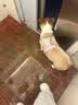 皇家狗粮 柯基成犬狗粮 犬粮 宠物中型犬全价粮CGA25 7KG【骨骼呵护】 实拍图