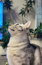 皇家成猫猫粮 营养均衡 F32 通用粮 1-7岁 4.5KG 实拍图