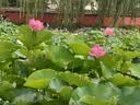得力（deli）横式翻折防脏污学生笔袋 时尚痛层高颜值简约大容量文具收纳袋 便携手提文具盒 米色毕业礼物 实拍图