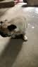 力狼狗粮 全价成犬粮 博美泰迪金毛阿拉斯加边牧大中小犬型粮 【基础营养2.0】成犬专用15kg 实拍图
