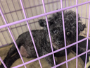 好主人狗粮 全犬种通用成犬粮2.5kg泰迪金毛拉布拉多比熊天然粮5斤/20斤 全犬种成犬粮5斤 实拍图