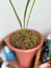 劉閣蘭花兰花专用保湿水苔 美观绿化苔藓 养兰花苗需备水草 绿植花卉盆景 1包3块，需要几包拍几件 实拍图