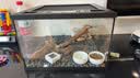 C-LEEN爬宠饲养箱守宫蜥蜴寄居蟹饲养箱全景生态缸 翻盖中号【30*30*20cm】 实拍图