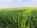 得力（deli）电子秤厨房家用烘焙克秤小型高精度克数称重食物秤 TE910 实拍图