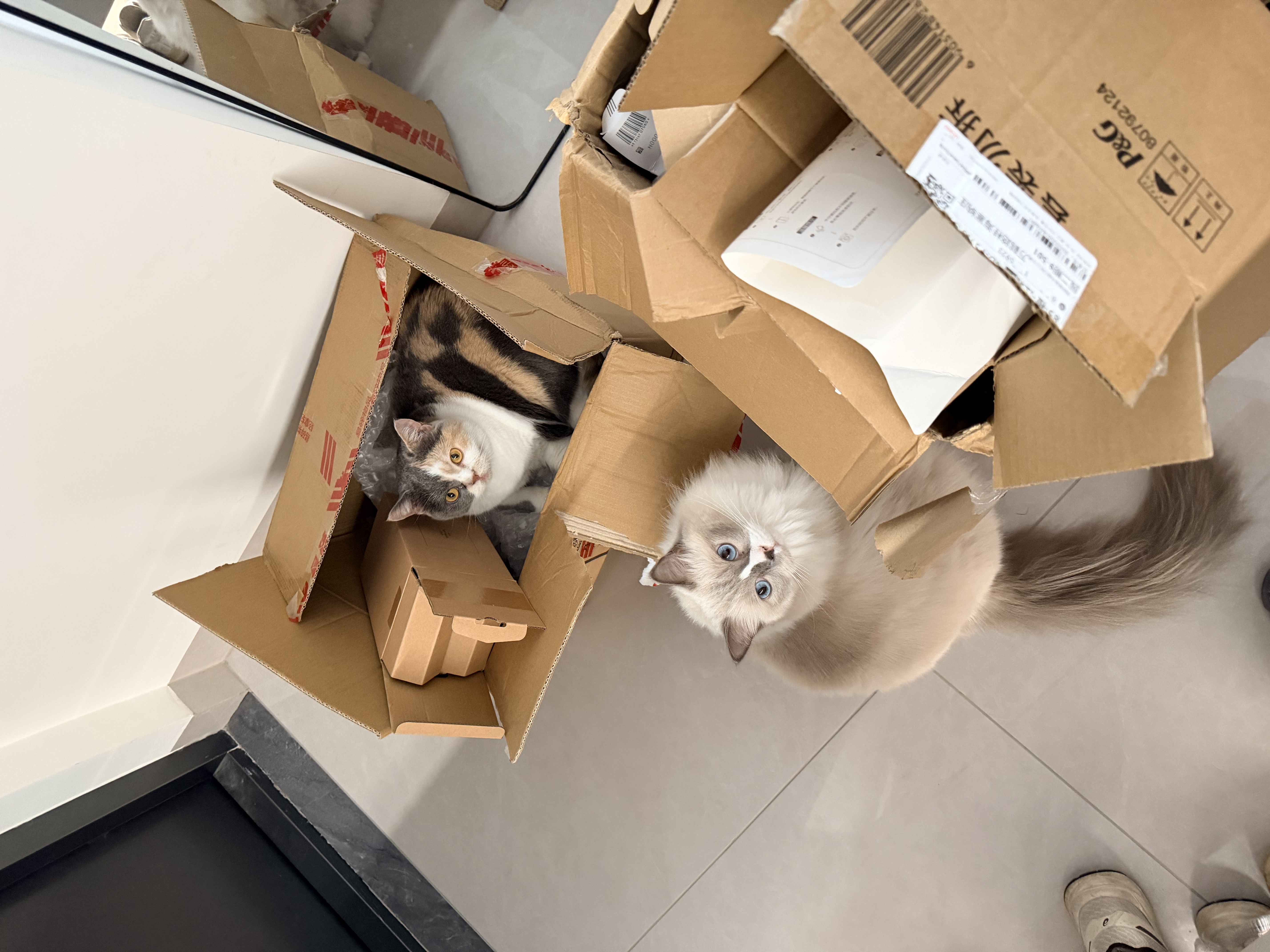 instinct百利高蛋白美毛鸡肉全猫粮10磅*2包+Stanley水杯礼物591ML粉白 实拍图