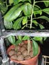 德沃多 碳球陶粒5L(15-30mm) 花盆垫底拌土回填保水透气无土栽培基质 实拍图