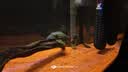 YEE 鱼缸氧气泵低音小型鱼缸家用打充氧机养鱼专用循环泵增氧机8w 实拍图