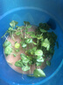 意轩铜钱草水培盆栽室内室外花卉金钱草绿植吸绿植花草植物 1盆【100根茎带叶发货不含盆】 实拍图