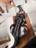网易严选全价猫粮4.0 成幼猫三文鱼亮毛护肠胃深海鱼虾味10kg【宠物金选】 实拍图