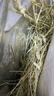 BCM美国进口一番晒干提摩西草兔草美提荷兰猪龙猫牧草兔子草兔粮500g 实拍图