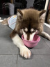 伯纳天纯牛肉粒冻干三拼全价狗粮粮中大型犬小型犬成年犬粮10kg/20斤 实拍图