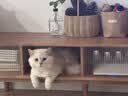 凯锐思猫粮银爪P28全价鲜肉冻干双拼猫粮亲和护肠胃成猫粮4斤 实拍图