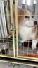 萌嘟星宠猫狗挂碗304不锈钢悬挂笼子狗食盆兔子中小号防打翻饭盆 实拍图