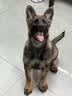 凯锐思德牧狗粮 专用幼犬成犬大型犬黑背警犬狼狗犬粮 2kg*10囤货装 实拍图