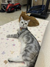 漫生活手工麻绳猫咪绳子捆绑装饰包装黄麻猫抓板4mm长100米带配件胶水 实拍图