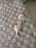 舒腾中华田园小猫咪活体田园猫宠物家养猫咪橘猫幼猫活体土猫狸花猫咪 田园级 橘白 公（幼猫两个月左右） 实拍图