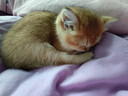 亿迪猫粮幼猫1-4月12月全价奶糕蓝猫英短小猫专用哺乳离乳期3斤 实拍图