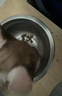 添赐力奶糕猫粮幼猫12月龄乳铁蛋白奶糕猫咪牛初乳免疫粮3LB(1.36kg) 实拍图