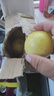 京喜加广西钦蜜9号黄金百香果青果发货当季新鲜大果黄皮果奶茶店水果 【1斤 约11-17个】单果30-45g 实拍图
