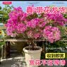 临雅三角梅盆栽花卉老桩四季带花苞植物庭院阳台绿植红樱源头直发 实拍图