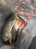 麦富迪狗粮 无谷牛肉双拼狗粮成犬 小型犬中大型犬通用15kg/30斤 实拍图