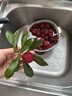 博朗（BRAUN）耳温计IRT6525耳温枪电子体温计宝宝婴儿专用体温枪医用测温度计 实拍图