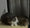 【京东快递】猫抓板磨爪猫窝椭圆形猫抓盆猫抓板巨大耐磨特大号 椭圆65cm巨无霸更大更宽【随机花边】 下单送猫薄荷 实拍图