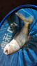 猛攻突击鲢四代鲢鳙鱼竿手杆轻量大物竿超轻硬黑坑湖库钓鱼竿台钓6.3m 实拍图