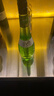 波士（BOLS）荷兰进口 蜜瓜味利口酒700ml DIY调酒 基酒 配制酒 烘焙酒 实拍图