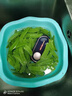 UORRIS【热销100w】德国欧瑞氏果蔬清洗机食材净化机果蔬净化清洗机无线去农药残留水果清洗机消毒洗菜机 【轻奢蓝】双驱六核动力丨六大定制模式丨双重净化 除菌净化＞99.99%【无效免费退】 实拍图