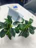 花翁金钻盆栽绿植物大盆绿萝除室内甲醛花卉水培办公净化空气源头直发 实拍图