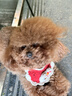 Sashas旗舰萨沙鲨鱼软骨素关节保护猫犬软骨骨骼呵护宠物关节日常保健 萨沙胶囊 30粒*1瓶 【猫犬通用】 实拍图