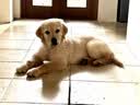 爱丽思（IRIS） 狗狗厕所便盆小型犬公狗厕所固定尿垫防撕咬中型泰迪狗尿盆大号 大号茶色 网格 全开式 实拍图