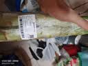 高原莴笋700g 实拍图