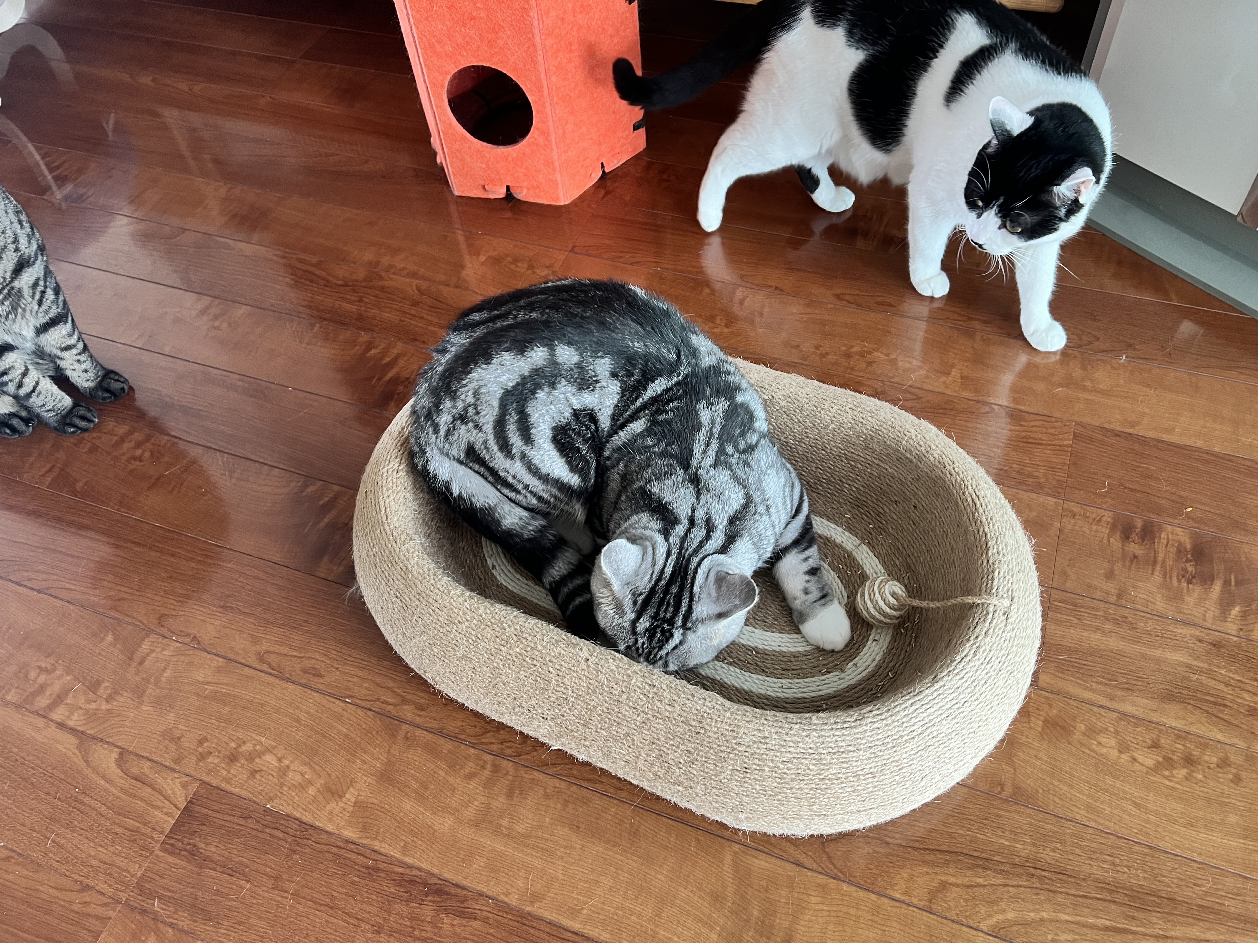 POPOCOLA剑麻猫抓板窝耐磨不掉屑耐抓四季通用大号猫咪猫爪板猫窝一体 61CM大号剑麻猫抓板窝【深睡款】 实拍图