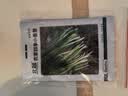 北蔬 小香葱种子四季播种阳台盆栽蔬菜种籽 四季小香葱种子1000粒x2包 实拍图