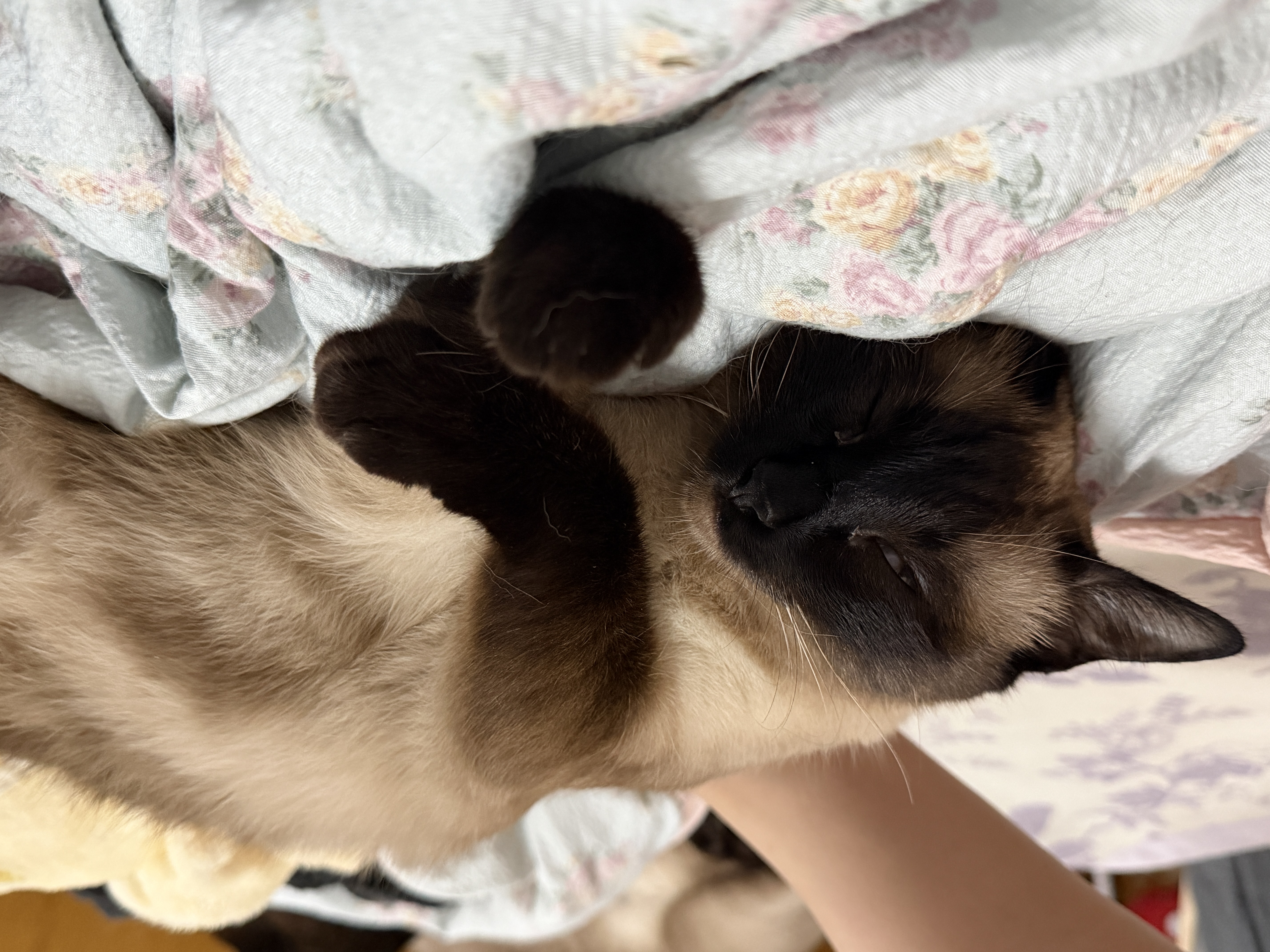 生生不息宠物零食猫犬通用 冻干猪心80g 实拍图
